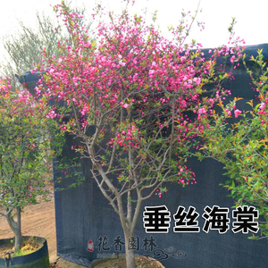 户外庭院南方观花乔木类西府垂丝红宝石海棠树苗阳台四季开花植物