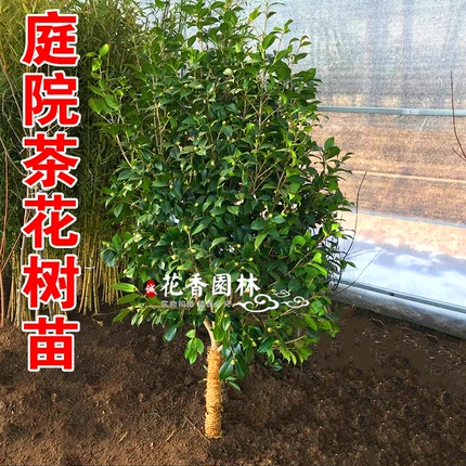 庭院四季浓香型名贵山茶花树苗带花苞室外客厅盆栽红色美人茶花苗
