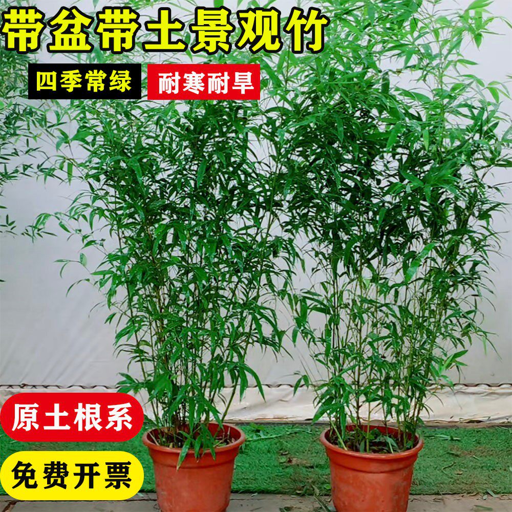 庭院竹子苗罗汉冰翠顺丰送货原盆原土带盆带土栽好不剪头景观绿竹