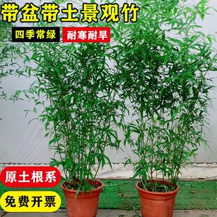 庭院竹子苗罗汉冰翠顺丰送货原盆原土带盆带土栽好不剪头景观绿竹