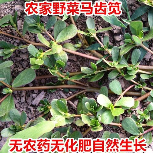 野生马齿笕新鲜红梗现挖现发带根马蜂菜纯五行菜山东省长寿菜包邮