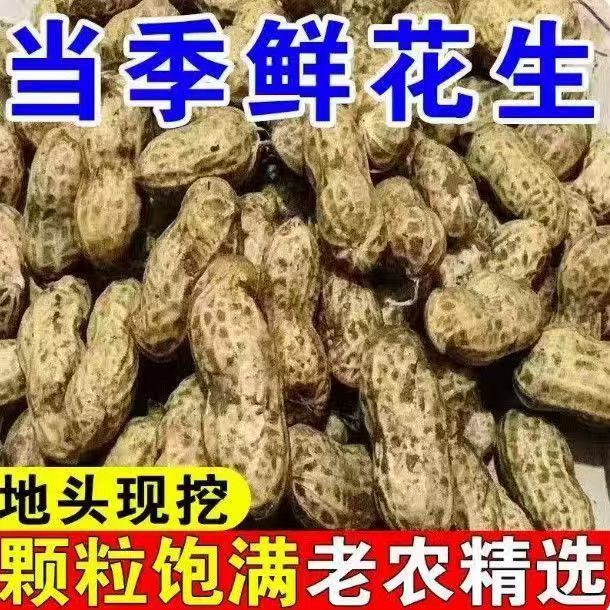 2026年新鲜湿花生当季新鲜现挖带泥壳农家自种花生水煮生吃鲁花生