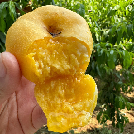 牛庆花现货山东新鲜水果软甜多汁油桃黄油蟠桃顺丰发货3.5斤左右