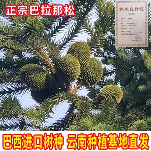 巴拉那松种苗云南种植基地直发巴西进口树种大拇指松子巴拉那松苗