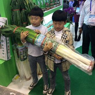 山东章丘大葱新葱香葱高白脆甜生吃蘸酱蔬菜正宗原产地2025年千嘻