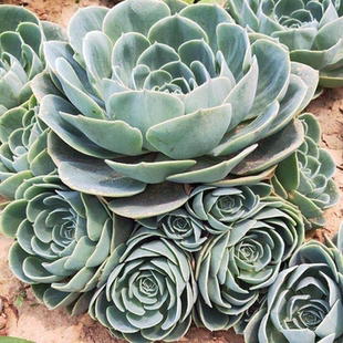 玉蝶多肉植物景天科石莲花大型莲花多肉莲花掌八宝掌玉蝶多头老桩