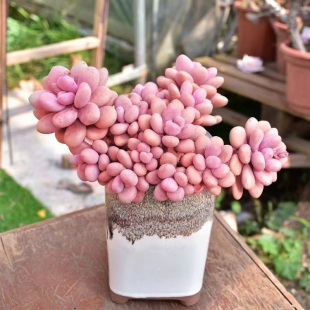 桃蛋多肉植物多头桃美人老桩腰子蛋粉色系肉肉盆栽绿植新手萌肉肉