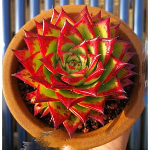 口红魅惑之宵乌木黑檀汁多肉植物盆栽贵货弗兰克罗宾肉肉绿植花卉