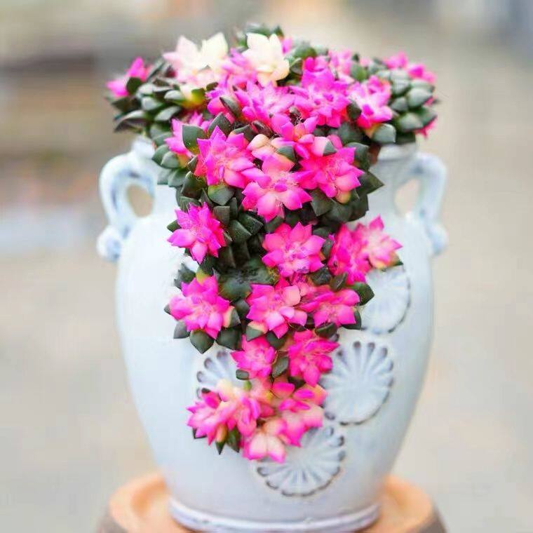 多肉植物吹雪之松锦群生多头卡日松锦客厅花卉盆栽绿植好养活花卉