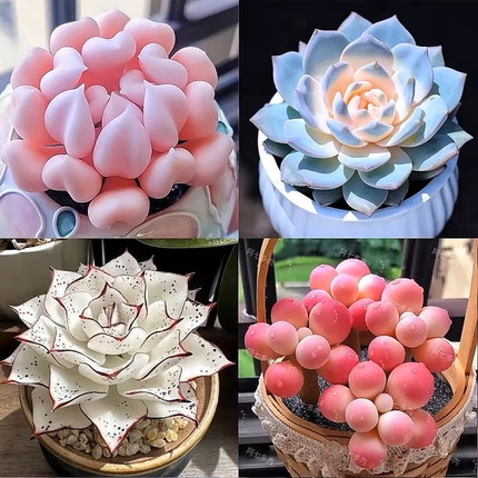 新款多肉植物盆栽组合侧影纯爱红蜻蜓新手好养耐寒办公肉肉防辐射
