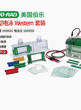 美国伯乐小型垂直电泳槽1658001电泳仪1645050WB核酸电泳蛋白
