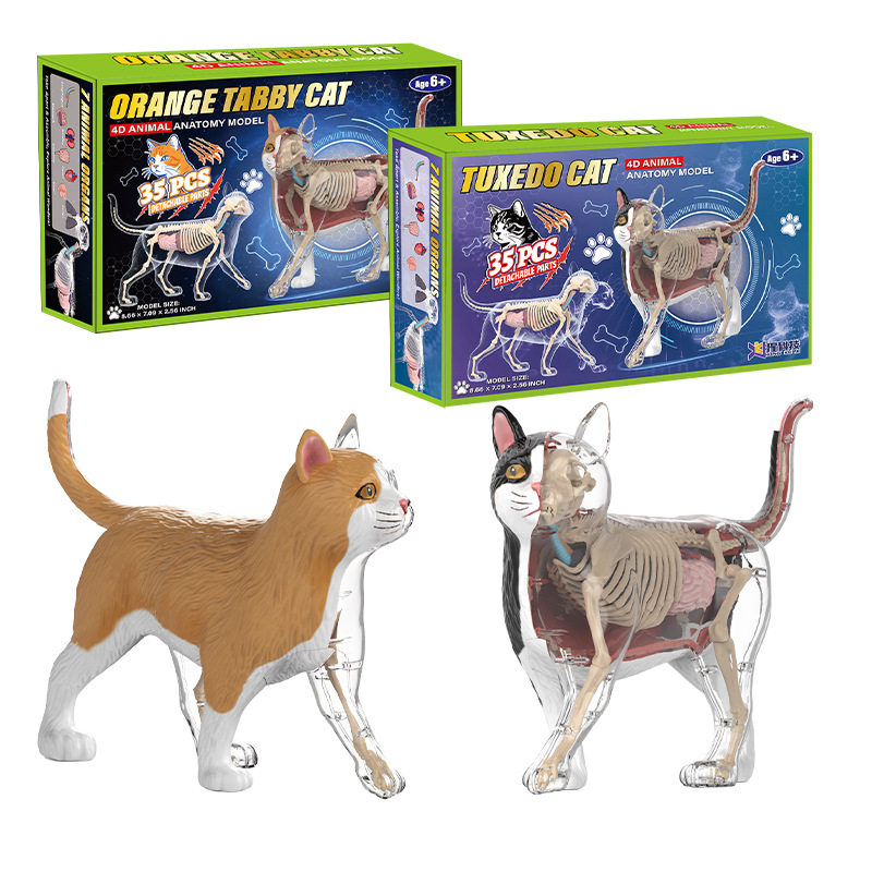 Detachable Cat Internal Organ Anatomical Model猫科动物模型