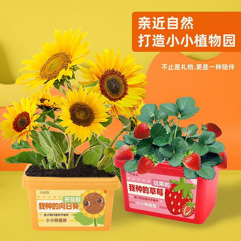 幼儿园种植盆栽儿童科学小实验套装小学生种菜植物生长观察盒