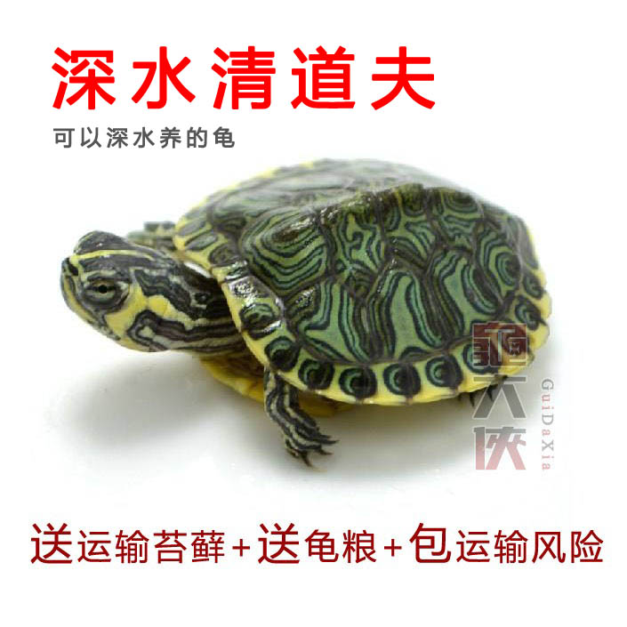 深水大小活体宠物招财黄耳龟