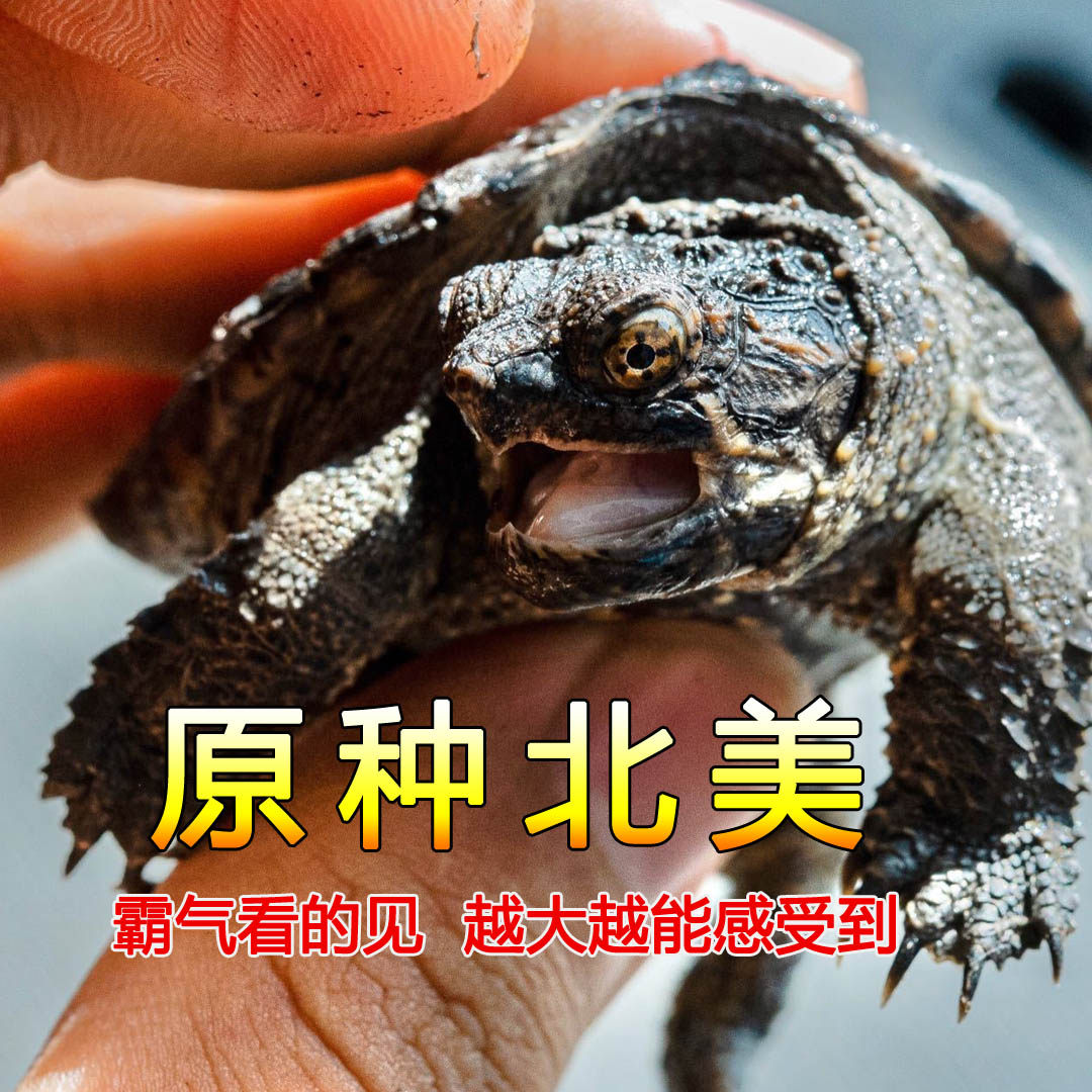 乌龟活物 北美佛小鳄龟 乌龟活龟/鳖