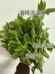 金不换新鲜现摘现发九层塔罗勒味香三杯鸡食用香菜青酱西餐潮汕