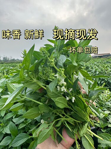 九层塔新鲜食用台湾金不换非罗勒叶西餐三杯鸡冬阴功香料500g包邮