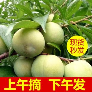 四川重庆脱骨李子青脆李空心李巫山脆李现摘现发1/3/5斤当季水果0
