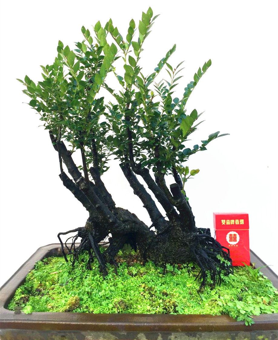 岭南精品小叶紫檀黑骨茶树桩盆景办公室内桌面镇宅盆栽植物怪树型