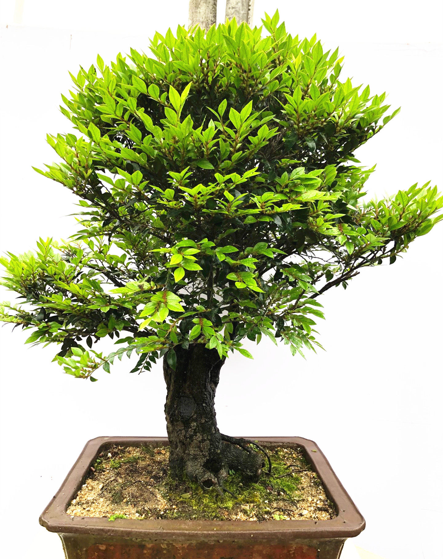 名贵黑骨茶黑檀木盆景树桩植物盆栽室内桌面绿植小叶檀香紫檀树