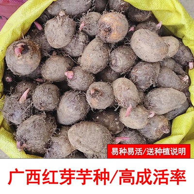 广西红芽芋种苗农家旱芋头种植苗红芽芋头种香糯小香粉芋子整箱