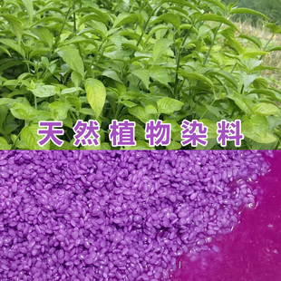 2023新品广西五色糯米饭原料纯天然染料植物花紫蓝草紫色米草250g
