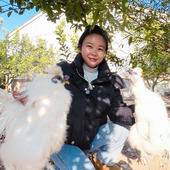 1000g 只 一年一只装 江西泰和乌鸡林下散养800 杀好 公母随机