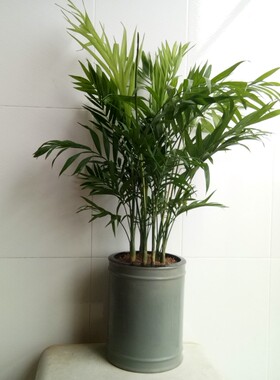 陶瓷浅灰色直筒绿植花盆