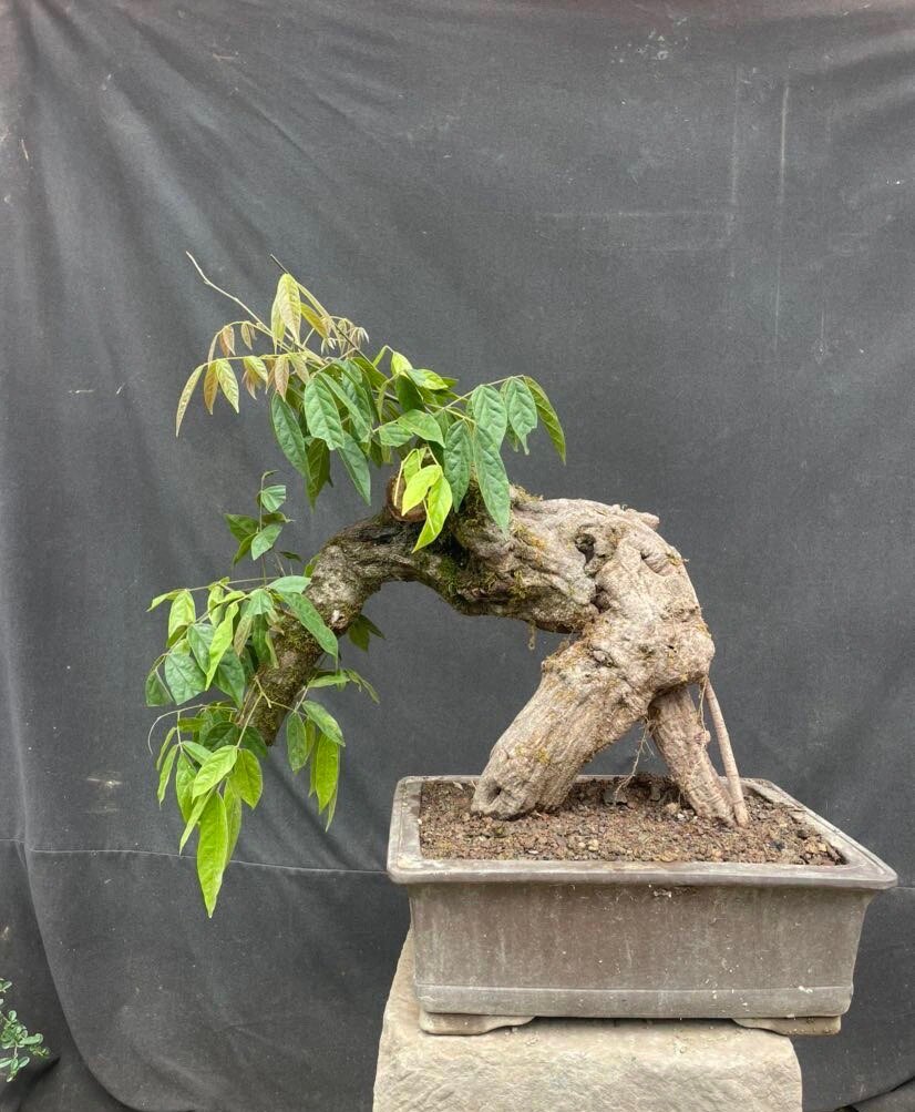 崖豆鸡血藤紫藤盆景