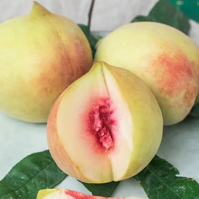 嫁接鹰嘴桃果树苗三月桃果树苗