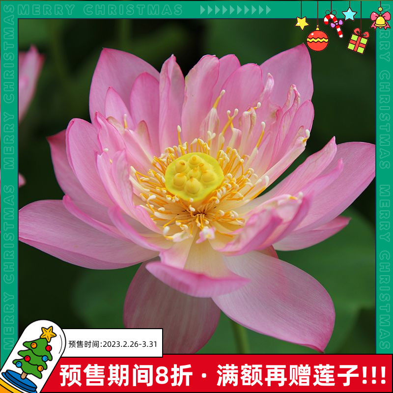【青莲姑娘】金丰园艺红色小型碗莲庭院荷花根苗单瓣丰花水生花卉