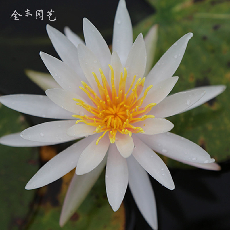 彩色斑块水草亚克粉白色睡莲大块根水培植物四季种植