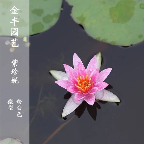 园艺微型睡莲粉色四季种植盆栽