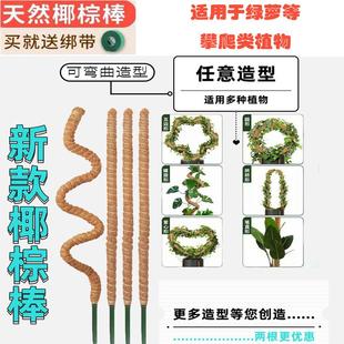 龟背竹支撑杆绿箩攀爬柱椰棕棒绿萝固定架植物爬藤花架棕榈柱椰丝