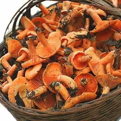 新鲜现摘野生松乳菇毛草蕈紫花菌铜绿菌谷熟乌枞红纵菌重阳菌蘑菇