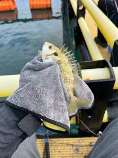 盏鬼工研免冻泥猛专用面饵料船钓矶钓饵泥猛乌头钓鱼海钓150g野钓
