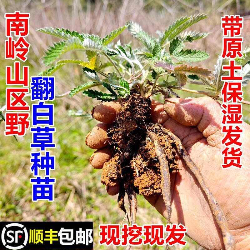 顺丰包邮南岭野翻白草苗鸡腿根种苗天藕翻白萎陵菜新鲜中药材幼苗