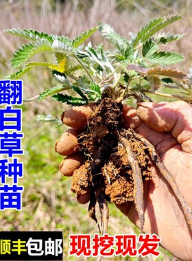 野翻白草苗鸡腿根小苗顺丰包邮