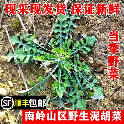 新鲜野生泥胡菜石灰菜顺丰包邮