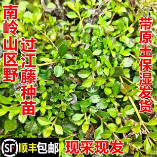 顺丰包邮南岭野过江藤苗苦舌草番梨仔草蓬莱草现挖中药材幼苗