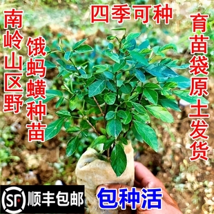 顺丰包邮南岭饿蚂蝗苗山蚂蝗小槐花饿蚂蟥苗新鲜胃痛草中药材幼苗