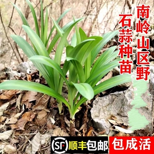 顺丰包邮南岭野石蒜苗老鸦蒜种苗独蒜鬼蒜根球现挖新鲜中药材幼苗