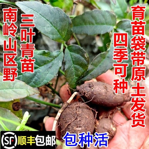野三叶青苗金线吊葫芦顺丰包邮