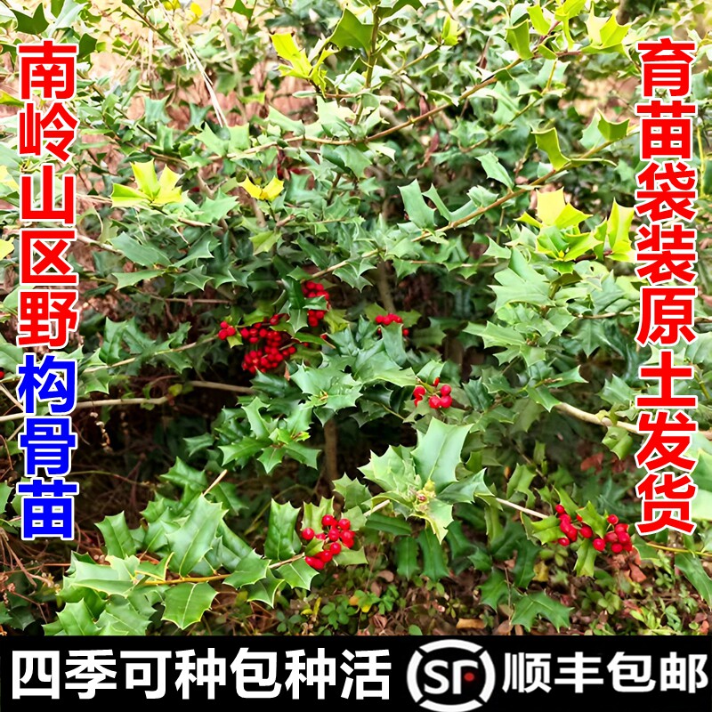 顺丰包邮南岭有刺枸骨树苗八角刺老虎刺猫儿刺现挖现发中草药材苗