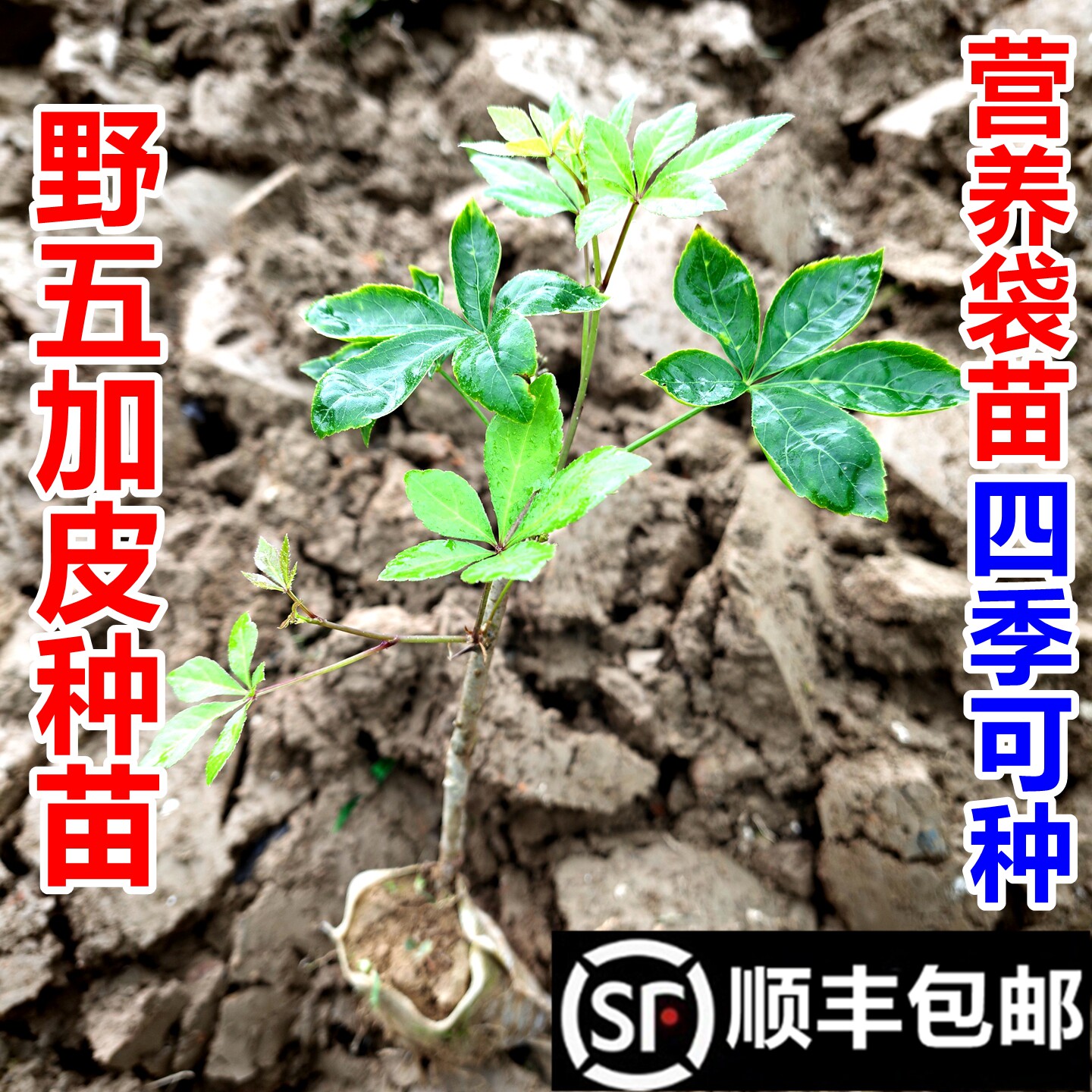 顺丰包邮南岭野南五加皮苗刺五加种苗现挖现发绿植盆栽中药材幼苗