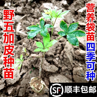 顺丰包邮南岭野南五加皮苗刺五加种苗现挖现发绿植盆栽中药材幼苗
