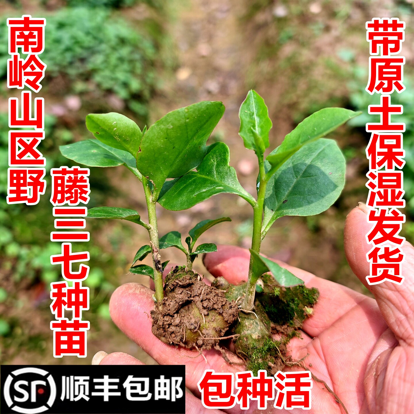 顺丰包邮南岭野藤三七苗落葵薯苗川七土三七苗现挖现发中药材幼苗