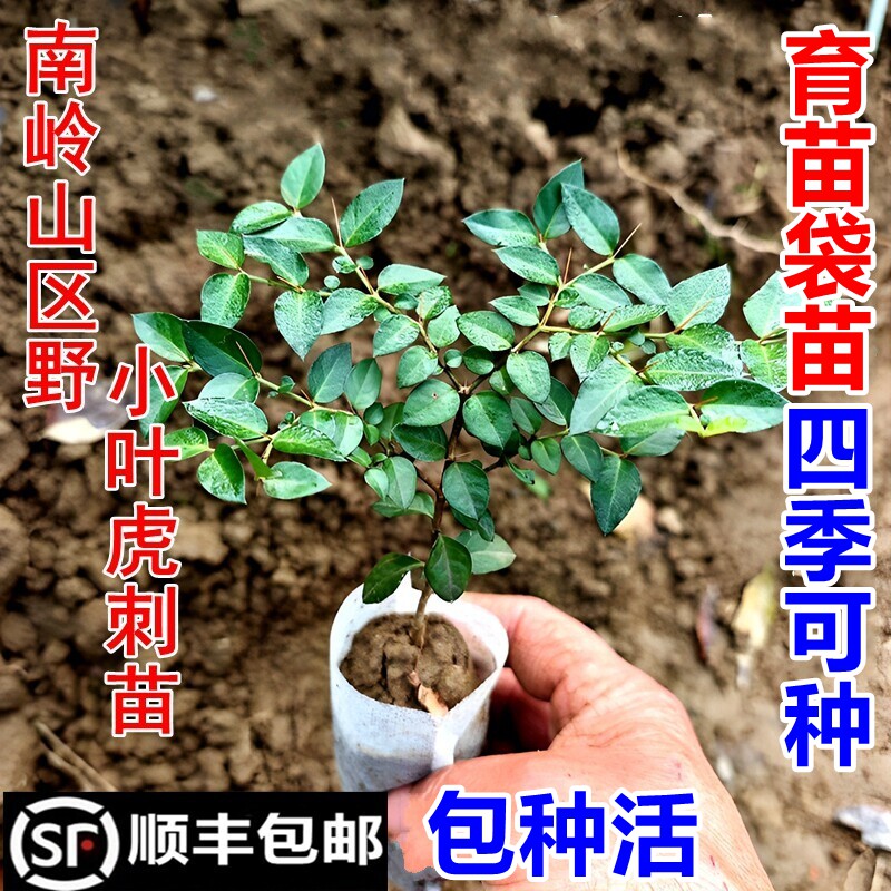 顺丰包邮南岭野小叶虎刺苗绣花针苗黄脚鸡现挖现发新鲜中药材苗