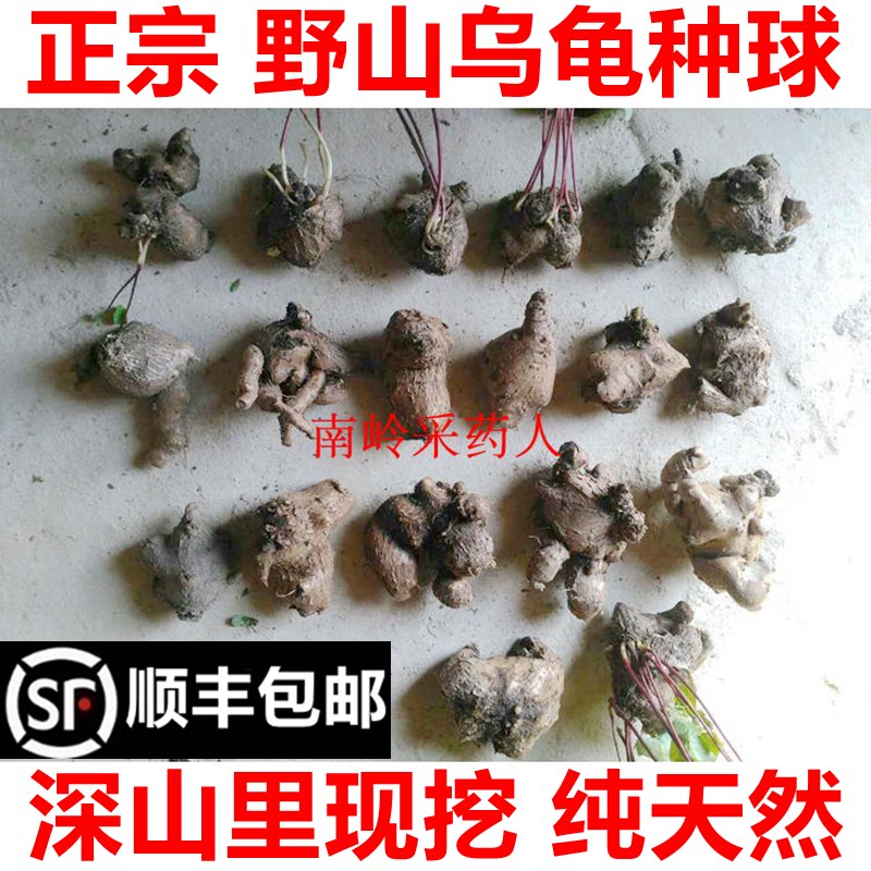 顺丰包邮新鲜红藤山乌龟种球地不容苗深山里现挖盆栽苗中药材