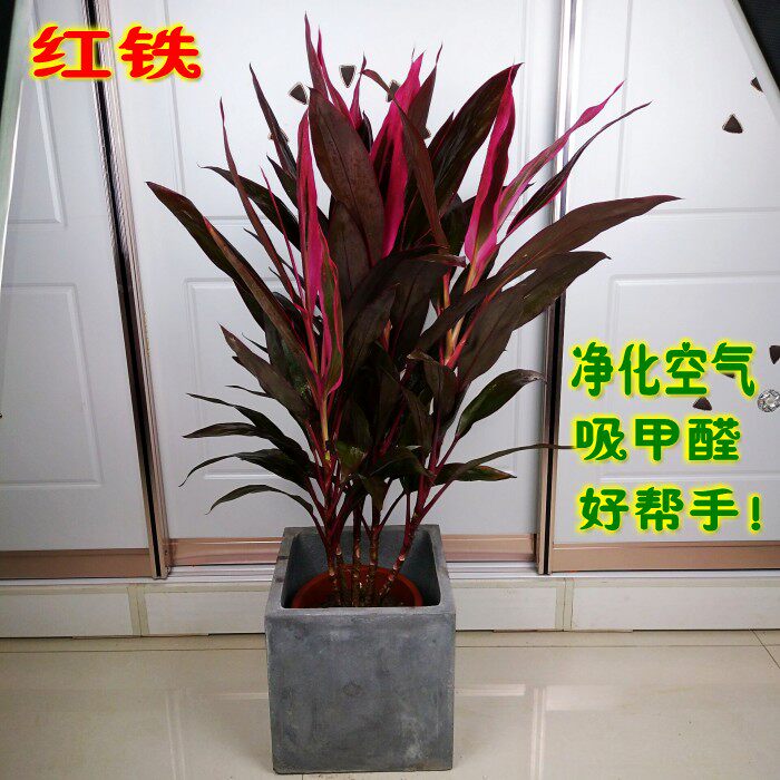 红叶朱焦苗 红铁 红竹 紫叶富水培绿植